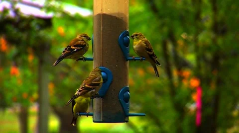 Finches at a Bird Feeder Stock Footage 904840