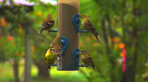 Finches at a Bird Feeder Stock Footage 904861