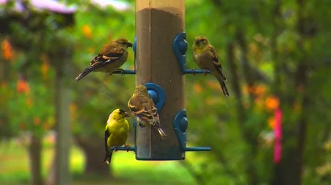 Finches at a Bird Feeder Stock Footage 904877