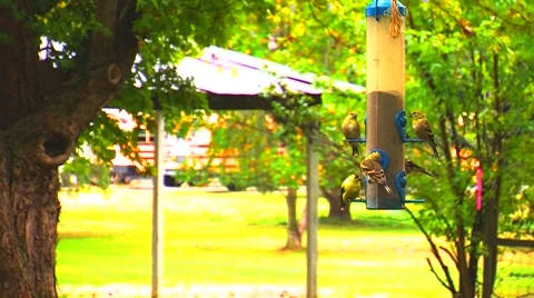Finches at a Bird Feeder Stock Footage 904889