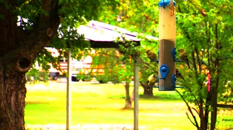 Finches at a Bird Feeder Stock Footage 904918