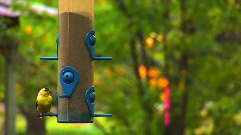 Finches at a Bird Feeder Stock Footage 904952