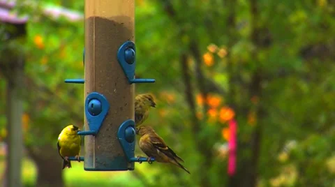 Finches at a Bird Feeder Video stock 904971