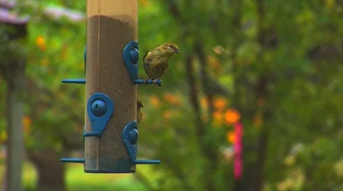 Finches at a Bird Feeder Video stock 904992