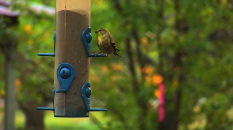 Finches at a Bird Feeder Stock Footage 905020