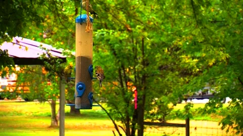 Finches at a Bird Feeder Stock Footage 905096