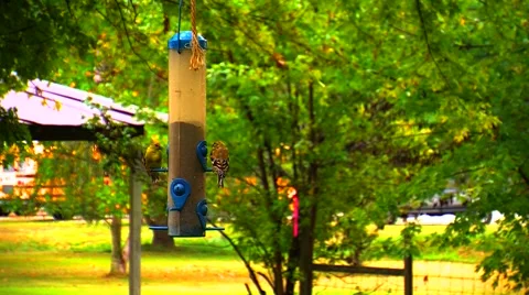 Finches at a Bird Feeder Stock Footage 905138