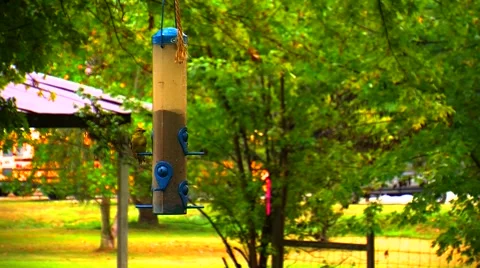 Finches at a Bird Feeder Stock Footage 905169