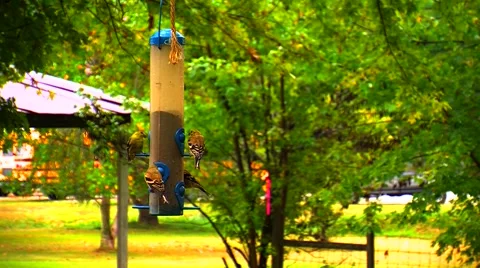 Finches at a Bird Feeder Stock Footage 905207