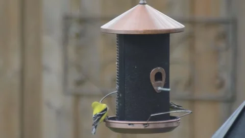 Finches at a bird feeder Stock Footage