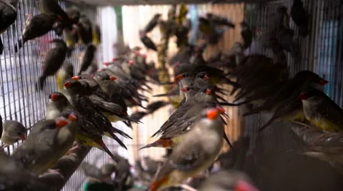Finches in cage Stock Footage 64642879