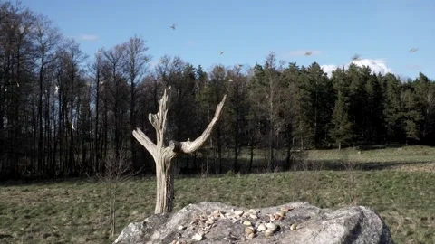 Finches explode is flight when startled. Video stock 295820065