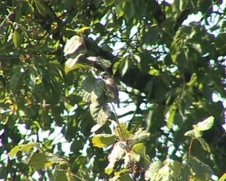 Finches Vídeo Stock 63022