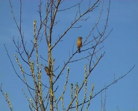 Finches Stock Footage 70018