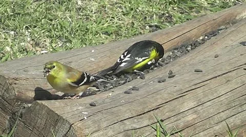 Finches I Stock Footage 22257955