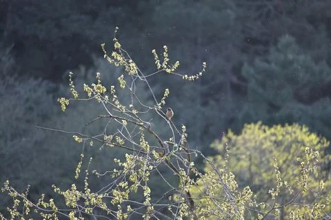 Finches Stock Photos