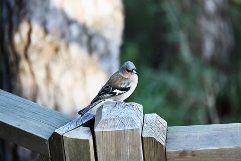 Finches Stock Photos
