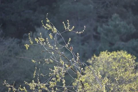 Finches Stock Photos
