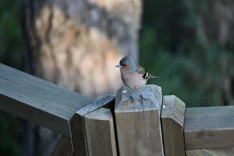 Finches Stock Photos