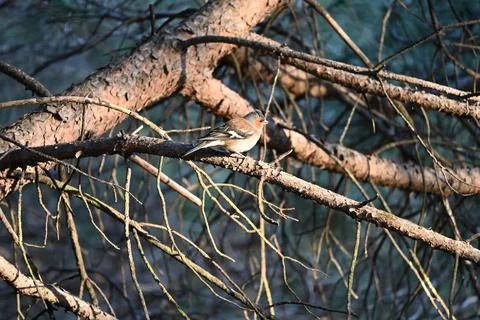 Finches Stock Photos