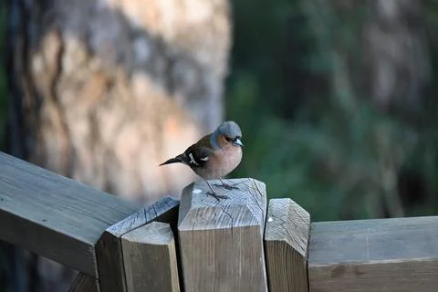 Finches Stock Photos