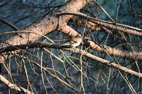 Finches Stock Photos
