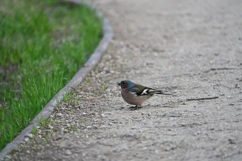 Finches Stock Photos