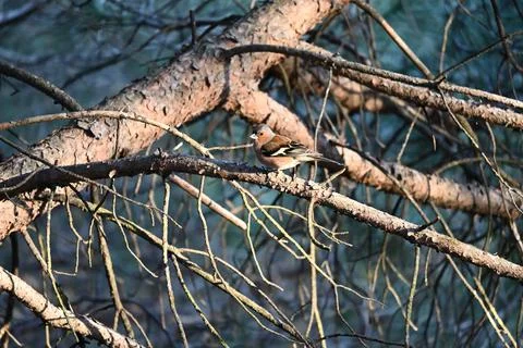 Finches Stock Photos