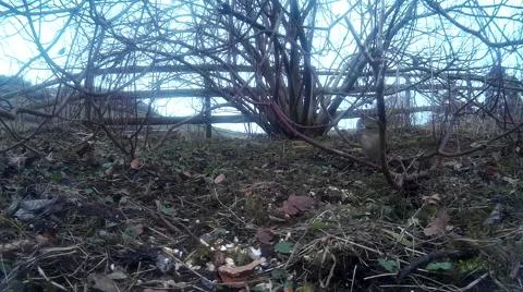 Finches in shrubbery 01 Stock Footage 47218653