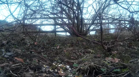 Finches in shrubbery 02 Stock Footage 47219711