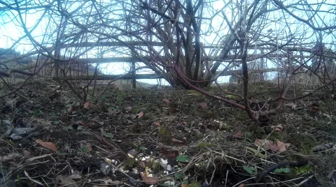 Finches in shrubbery 03 Stock Footage 47215535