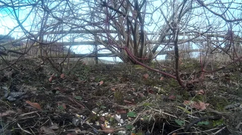 Finches in shrubbery 04 Stock-Footage 47220037