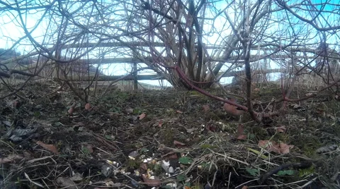 Finches in shrubbery 07 Video stock 47203938
