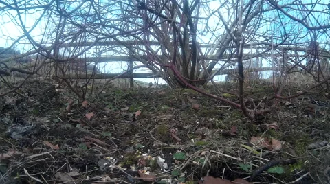 Finches in shrubbery 08 Stock Footage 47213699