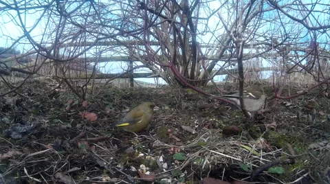 Finches in shubbery 09 Stock Footage 47217555
