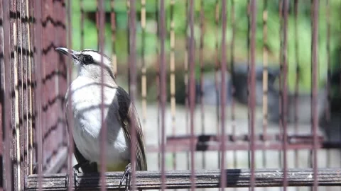 A finches is sunbathing in its cage Stock Footage 160998552