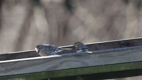 Finches1 Video stock 86670872