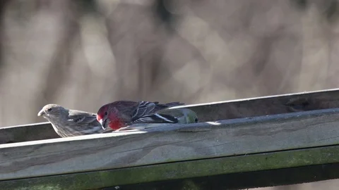 Finches2 Video stock 86670997