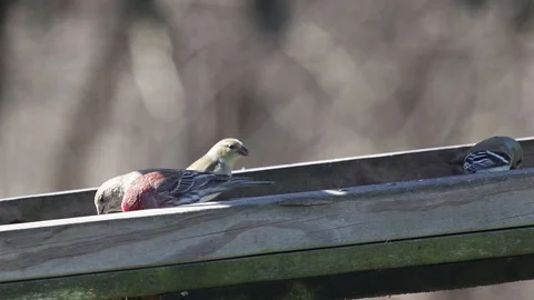 Finches4 Video stock 86671024