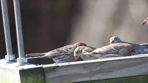 Finches5 Video stock 86671049