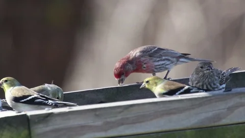 Finches6 Video stock 86671020