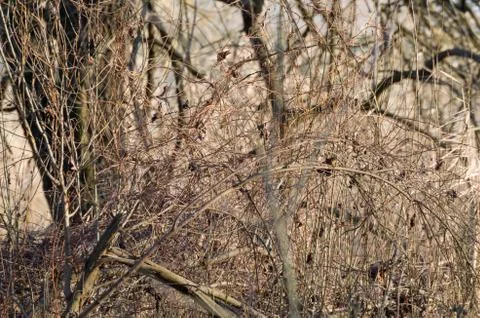 Find the bird Stock Photos