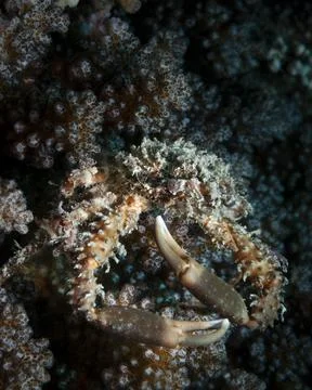 Find a crab Stock Photos