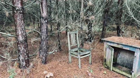 A find in the forest. Stock Footage 233083844