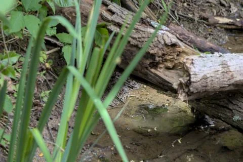 Find the Frog Stock Photos