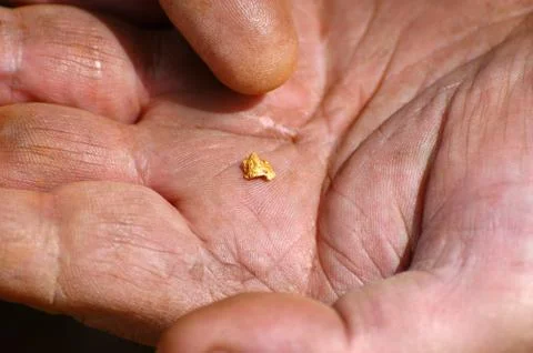 To find a gold nugget Stock Photos