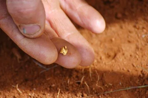To find a gold nugget Stock Photos