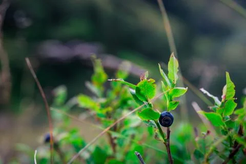 Find in the mountains Stock Photos