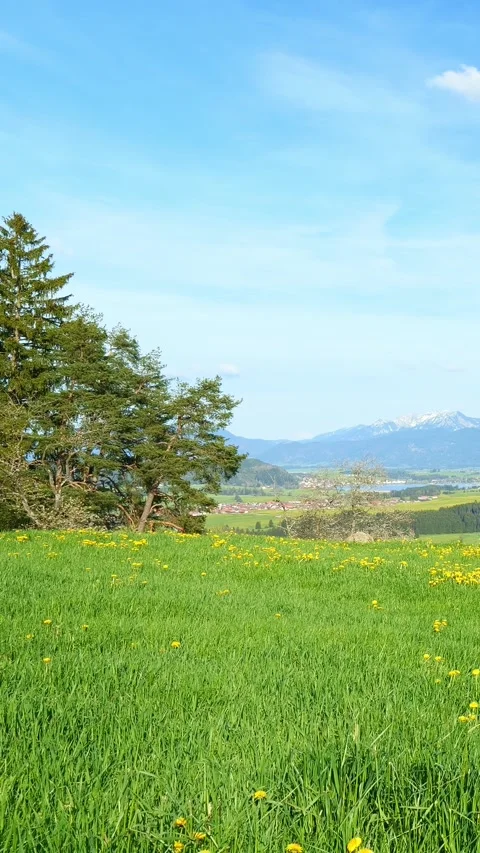 Find Peace in a Spring Meadow with Timelapse of Dandelions, Green Grass, and Stock Footage 309227882