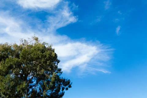 Find sky tree Stock Photos